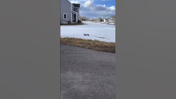 ARRMA Typhon 3S Brushless BLX is Fast AF🤯