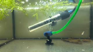 видео: Мальки медового гурами картинка: Мальки медового гурами