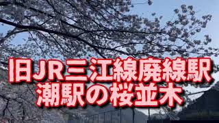 旧JR三江線廃線駅・潮駅の桜並木、廃線4年目の春（2022）
