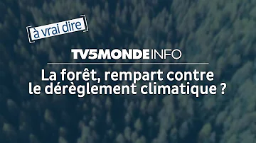 Est-ce que les arbres rejettent du CO2 ?