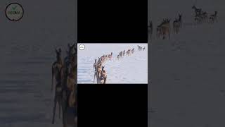 Snow Forest Wildlife | Deer Life in Extreme Cold ❄️