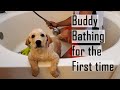 Labrador Puppy Deshedding and Bathing for the First Time | Funny Reaction