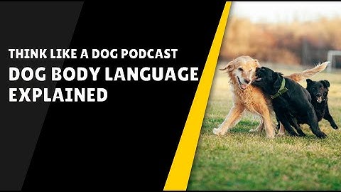 Dog Body Language Explained: Real-Life Clips & Insights