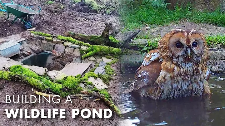 I Built a Wildlife Pond... and so Many Animals Came | My Wildlife Conservation | Robert E Fuller thumbnail