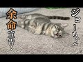 MRI検査の結果、ジョーは長く生きれないと告げられました…。