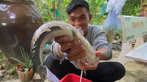 Nghề Đặt Lờ Cá Mưu Sinh Ở Miền Tây Trúng Lớn Toàn Cá Lóc Bự