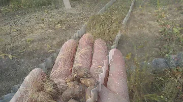 Земляной миндаль или чуфа. Сбор урожая