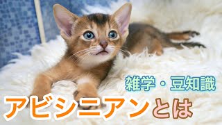 【猫】アビシニアンとは【雑学・特徴】Abyssinian by たにんごch 3,092 views 1 year ago 9 minutes, 21 seconds
