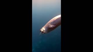 The Underwater World Of Seals فوک دریایی