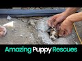 Paws of hope amazing puppy rescues