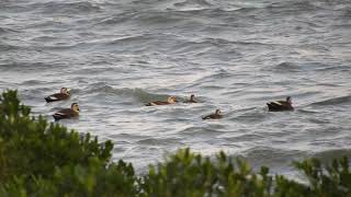 1080114溼地花嘴鴨