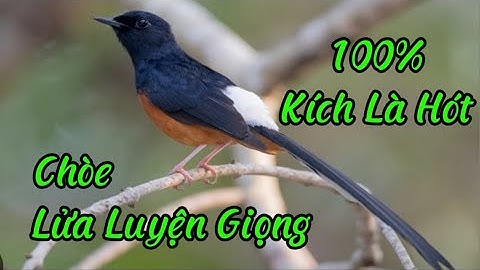 Chòe lửa hót sáng luyện giọng cho bổi hót đấu căng lửa , chòe lửa luyện giọng