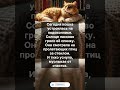 ♥️🐈😹 КОШКА И ТЁПЛОЕ ОКНО #котик #котики #кот #кошка #cat #funnycats