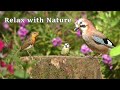 Birds for Cats to Watch FUN ⭐ Relax with Birds and Nature - 8 Hours NEW ⭐