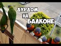 Австралийские попугаи лорикеты все ручные ! Не боятся людей,ходят по голове.Элла Австралия