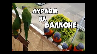 Орыс əйелдері попуга алады
