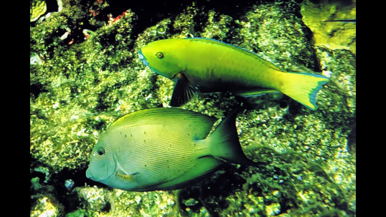 Vidéo4 du 30 11 25   zone récifale nord