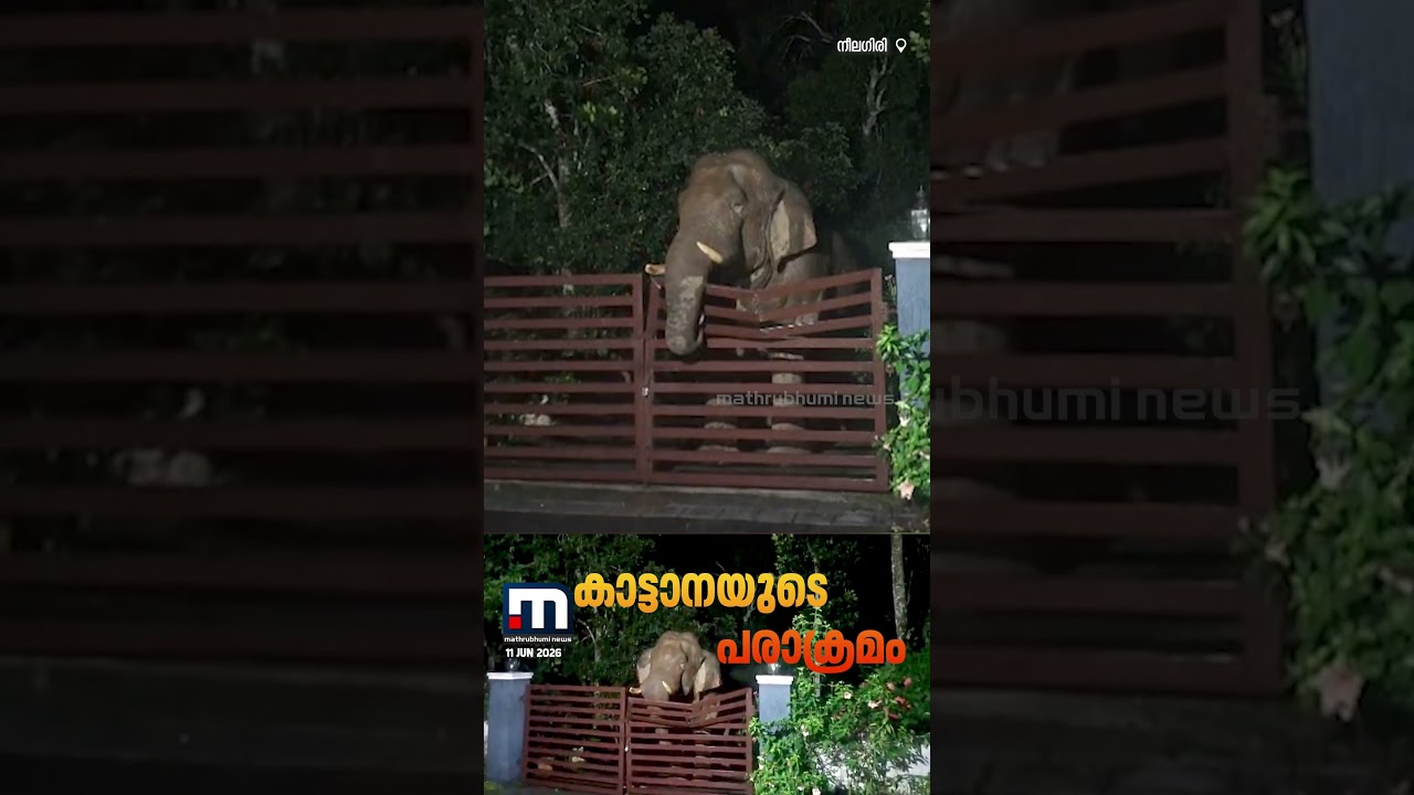 നീലഗിരി ചേരമ്പാടിയിൽ വീടിന്റെ ഗേറ്റ് തകർത്ത് കാട്ടാന;  തോട്ടംതൊഴിലാളികൾ കടുത്ത ഭീതിയിൽ