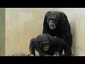 Serious play time! by Decky and Fubuki 真剣な遊びの時間だよ!デッキーとフブキ Chimpanzee Tama Zoological Park