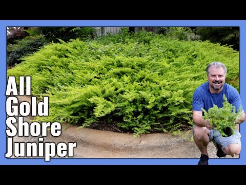 All Gold Shore Juniper - Great groundcover for a sunny slope
