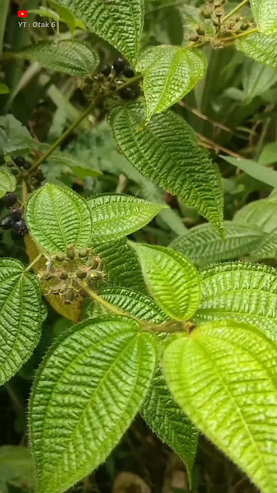 Often considered a wild plant, who would have thought that this plant has many benefits #shortvideo