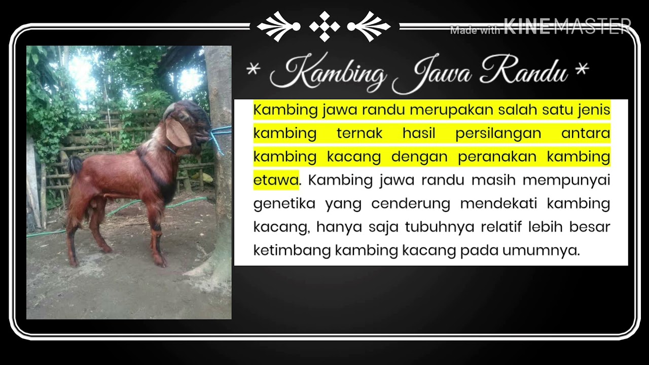 Mengenal Ras Kambing Peternakan Indonesia 