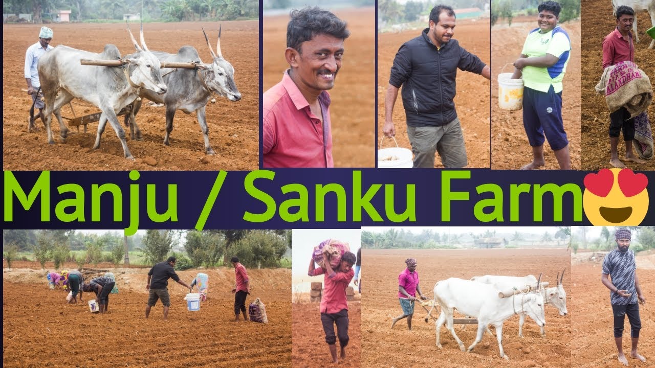 Manju / Sanku Farm | Potato Farming | Informational Video | Must Watch | alemari.explorer