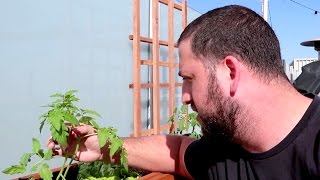 GROWING HERB
