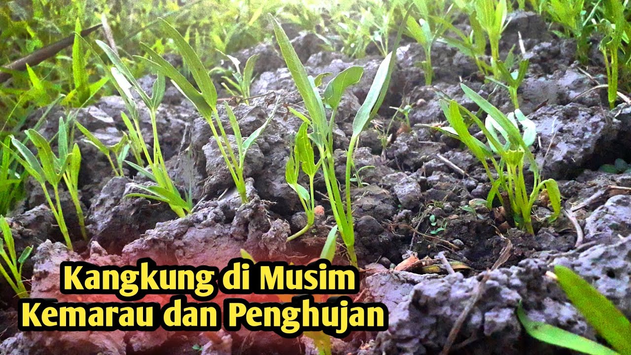 Perawatan Kangkung Di Musim Kemarau dan Musim Penghujan