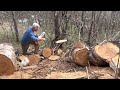 Stihl 044 vs Husqvarna 562xp