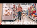 Aussiedoodle Day In The Life - Shop with Me Going To The Pet Store