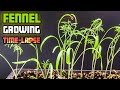 Fennel herb growing from seeds  20 days timelapse