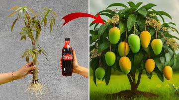 LIVE🔴🌿Propagating Mango Trees from Cuttings Using Coca-Cola: A Unique Experiment #live #garden