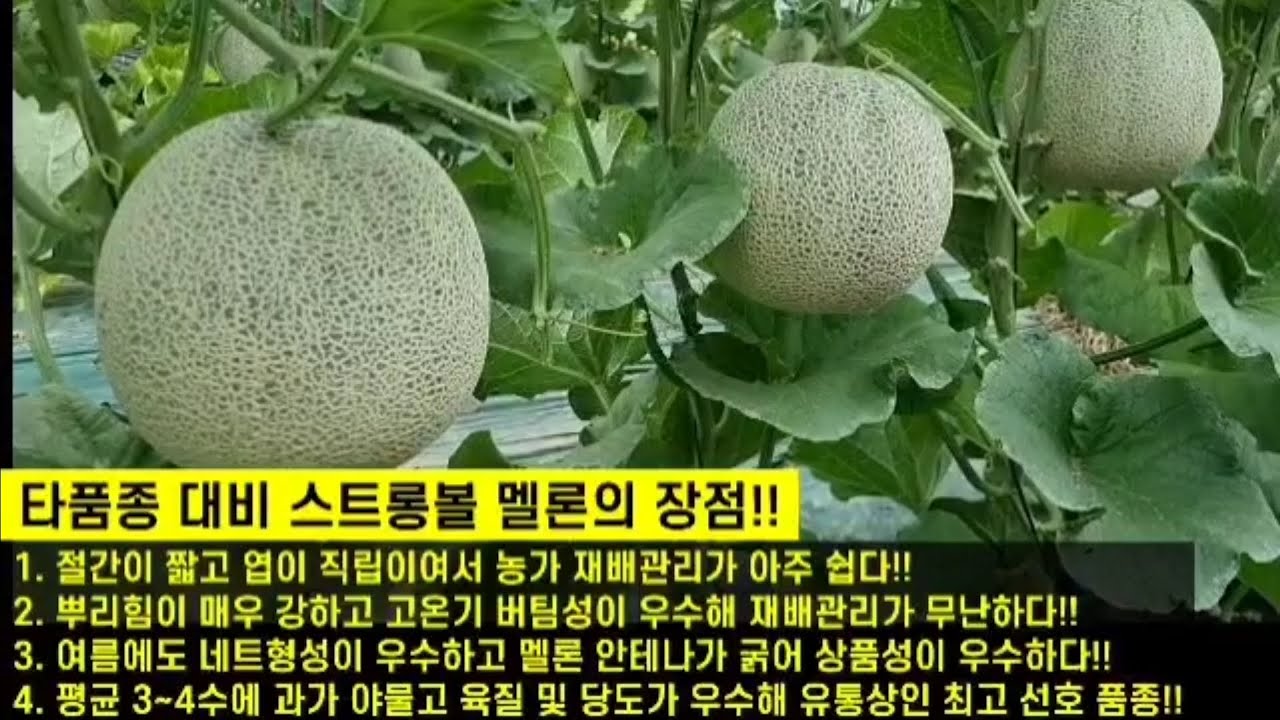 [스트롱볼멜론] 뿌리가 강해 한여름에 더 잘버틴다!! 다년간 검증된 추석전용 멜론!!(구미 선산읍 조동석님) #멜론농사 #멜론 #생농 #스토롱볼