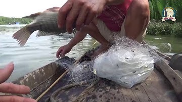 Thả lưới bắt cá rô phi về chiên giòn ăn cơm với rau rừng