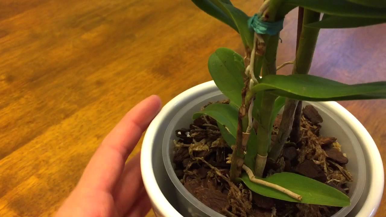 my epidendrum orchid 