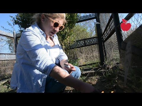 დვანის სასაფლაო ზემო დვანელების გარეშე