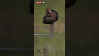 Glossy ibis - Tiganus