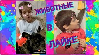 Видео в LIKE! Наши животные в ЛАЙК! Мои питомцы лучшие видео