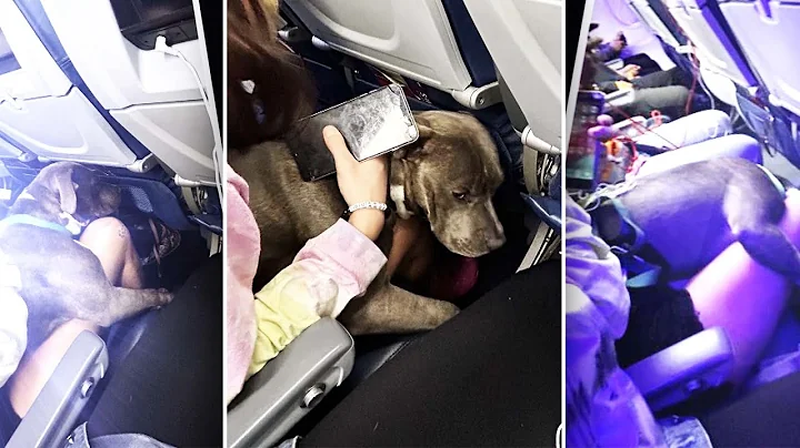 50-Pound Emotional Support Pit Bull Takes Plane - DayDayNews
