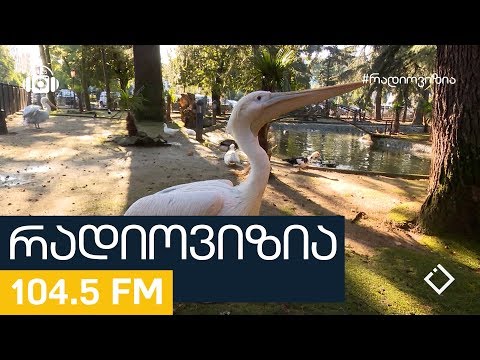 ბათუმელი ვარხვები - ვასიკო და ბებერო | რადიოვიზია