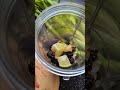 Un smoothie frais et hydratant