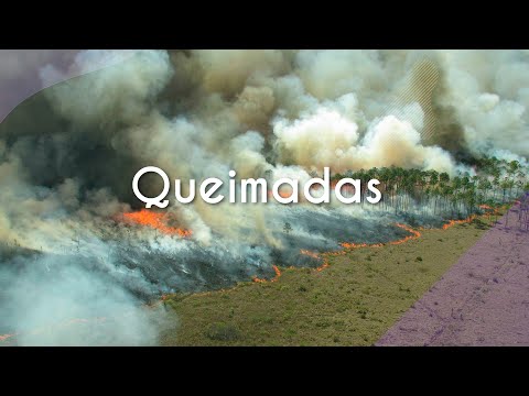 Vídeo: Quais são as plantas afetadas pelo fogo-fogo?