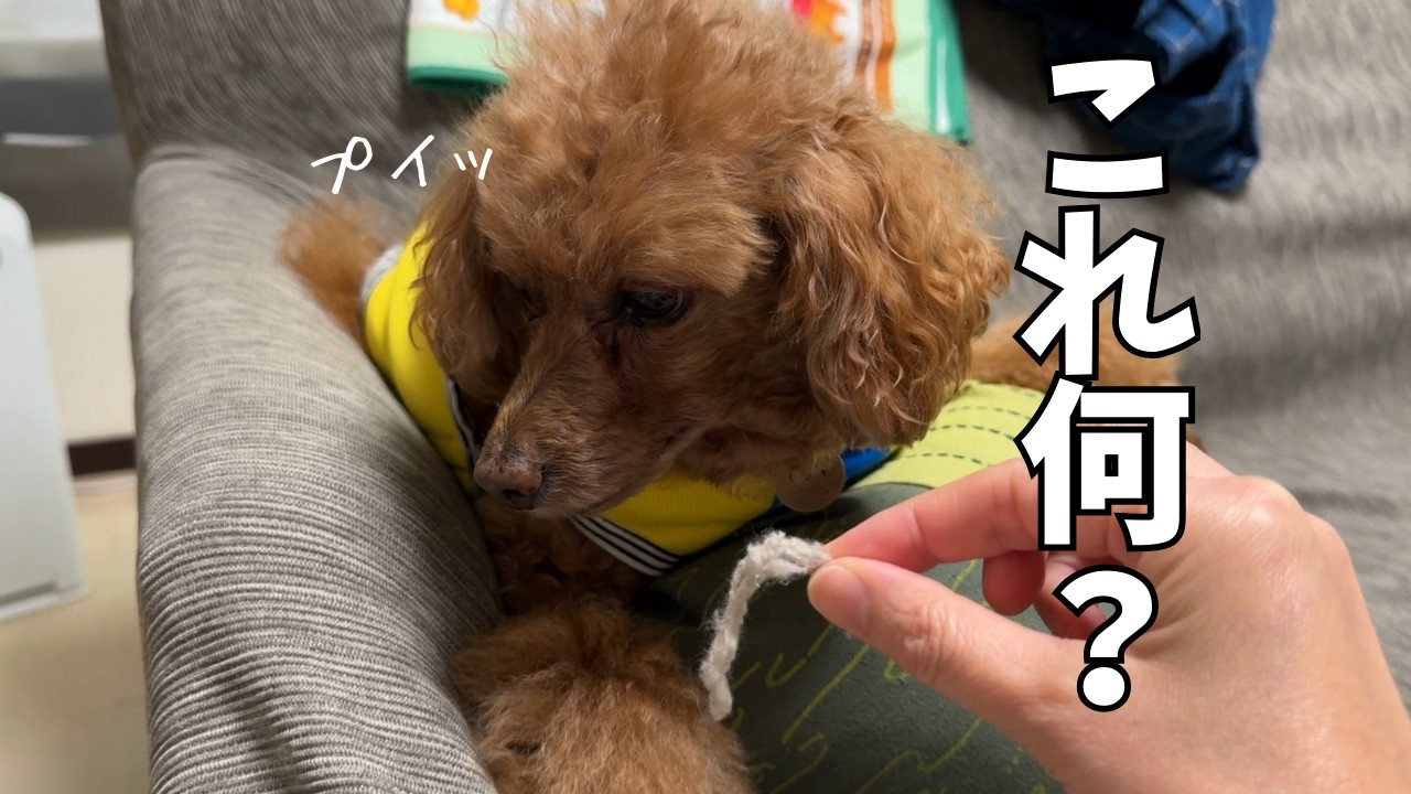 イタズラがバレた犬のシラを切る通す姿が意地になって可愛く、ついついいじってしまうオカン【12歳トイプー】