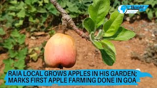 Raia local grows apples in his garden; marks first apple farming done in Goa