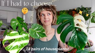 which plant should you get? comparing houseplants that are similar