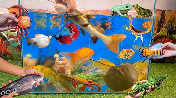 Video tổng hợp cá cảnh đẹp, động vật dễ thương, cá trê mỏ vịt, cá sấu xanh, cá vàng, sam biển, cua