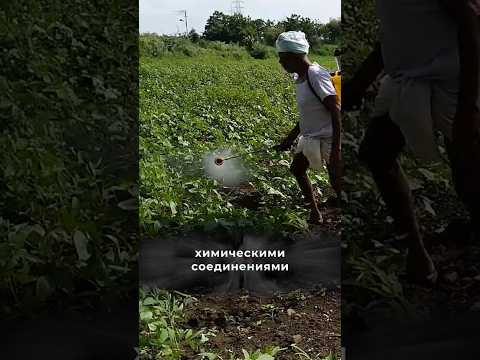 Овощи и фрукты🍆 #факты #интересныефакты #овощи #фрукты