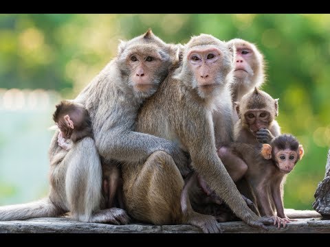ვიდეო: რა არის გაზის მაიმუნის გარაჟი?