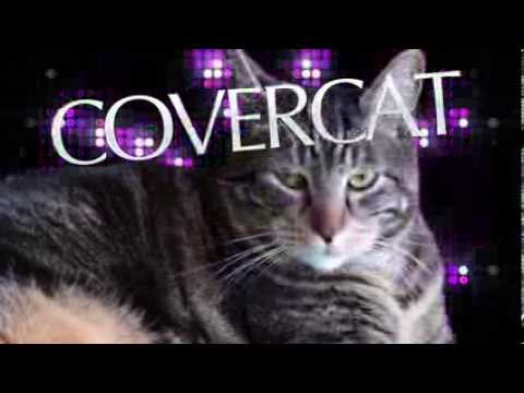 Covercat Cosmetics Commercial Starring Tabs the Cat - YouTube